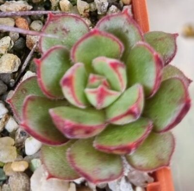 ECHEVERIA "JOAN DANIEL" - Зображення 2