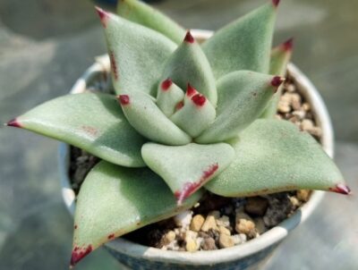 ECHEVERIA agavoides "EBONY BLUE"