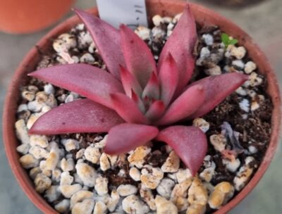 Echeveria agavoides "CELESTIA"