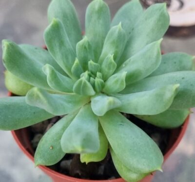 ECHEVERIA "IRISH MINT" - Зображення 3