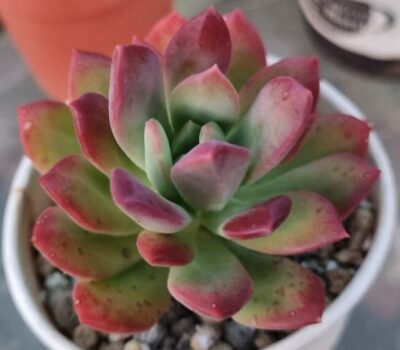ECHEVERIA "MINI BELLE" - Зображення 3