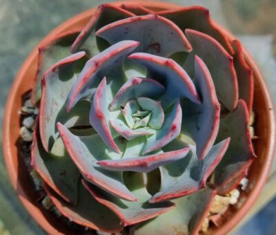 ECHEVERIA "MUESLI" - Зображення 2