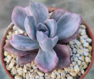 Echeveria "Mrs Richards" variegata