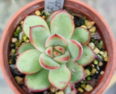 Echeveria agavoides "FIRE PILLAR" - Зображення 2