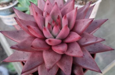 Echeveria agavoides "CELESTIA" - Зображення 3