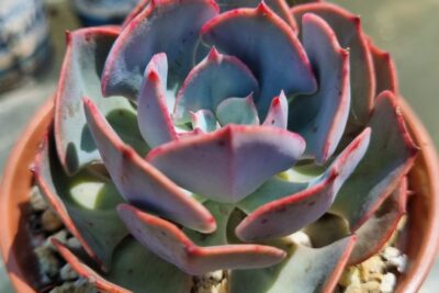 ECHEVERIA "MUESLI" - Зображення 3