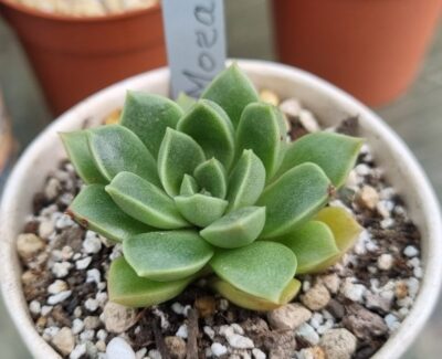Echeveria "MORALBI"