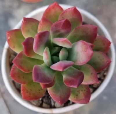 ECHEVERIA "MINI BELLE" - Зображення 2