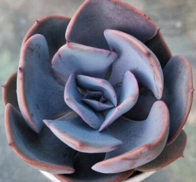 ECHEVERIA "DUSTY ROSE" - Зображення 2