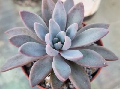 Echeveria "Sugar Jelly"
