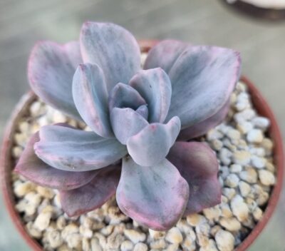 Echeveria "Mrs Richards" variegata - Зображення 4