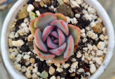 Echeveria "Dark Ice" - Зображення 2