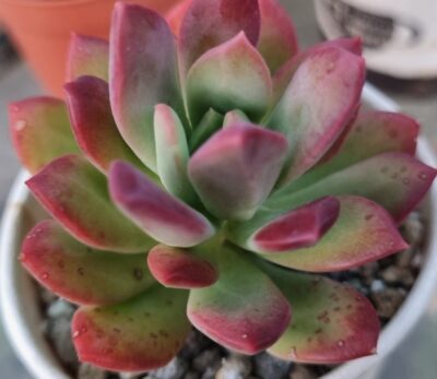 ECHEVERIA "MINI BELLE"