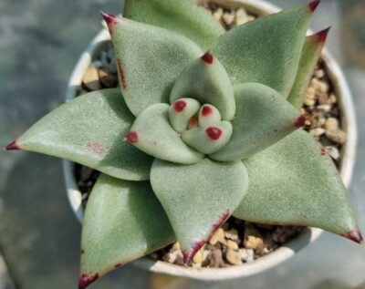 ECHEVERIA agavoides "EBONY BLUE" - Зображення 2