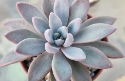 Echeveria "Sugar Jelly" - Зображення 2