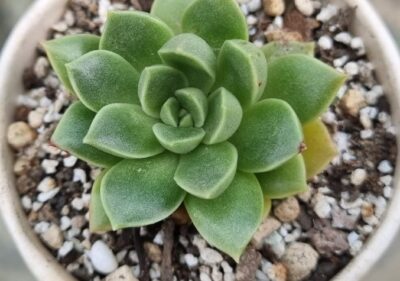 Echeveria "MORALBI" - Зображення 2