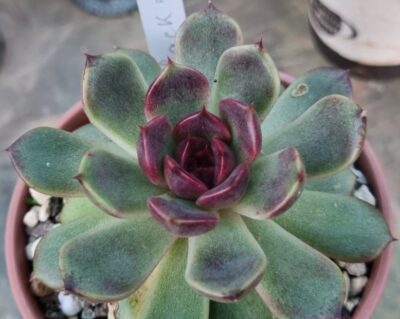 ECHEVERIA "BLACK ROSE"