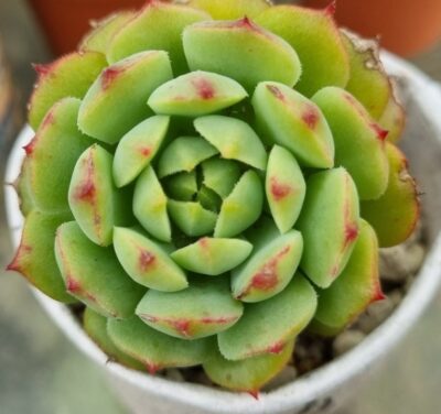 ECHEVERIA "RAMILLETTE" - Зображення 2