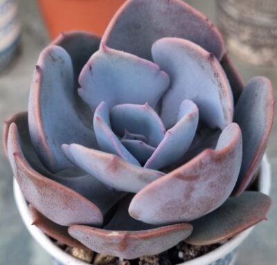 ECHEVERIA "DUSTY ROSE"