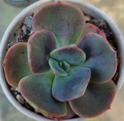ECHEVERIA "BLUE METAL" - Зображення 2