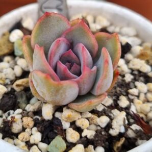 Echeveria "Dark Ice"