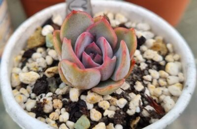 Echeveria "Dark Ice"