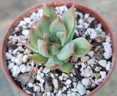 Echeveria agavoides "KOTARO"
