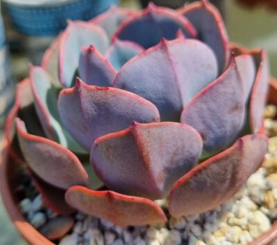 ECHEVERIA "MUESLI"