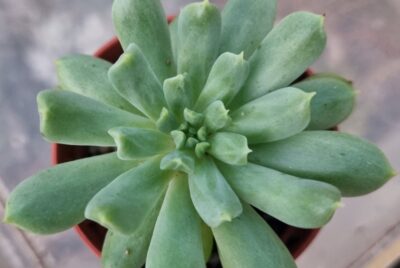 ECHEVERIA "IRISH MINT" - Зображення 2