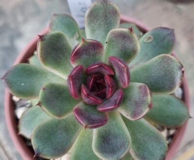 ECHEVERIA "BLACK ROSE" - Зображення 2