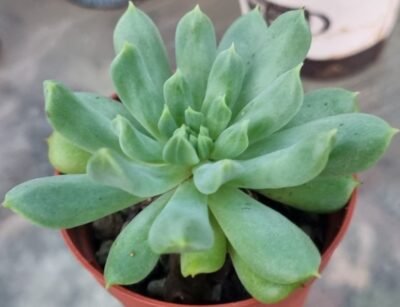 ECHEVERIA "IRISH MINT"