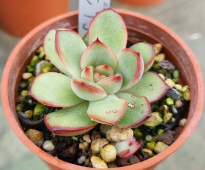 Echeveria agavoides "FIRE PILLAR" - Зображення 3