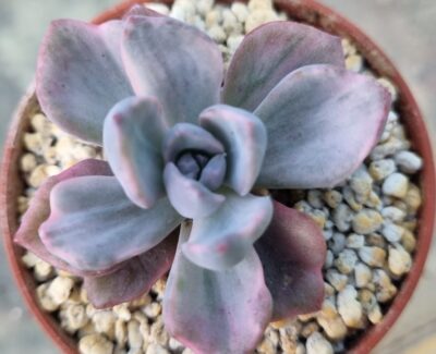 Echeveria "Mrs Richards" variegata - Зображення 3