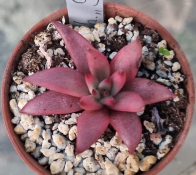 Echeveria agavoides "CELESTIA" - Зображення 2