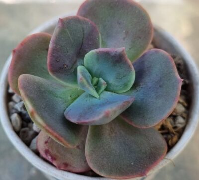 ECHEVERIA "BLUE METAL"