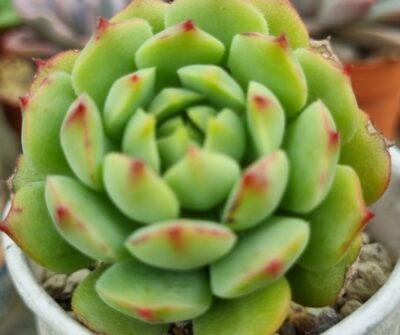 ECHEVERIA "RAMILLETTE"