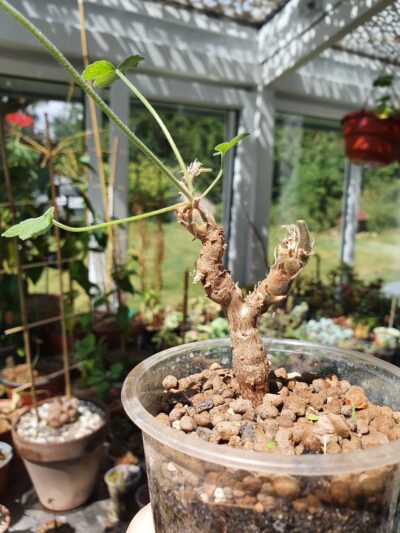 Pelargonium quinquelobatum