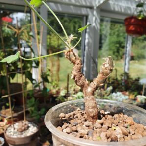 Pelargonium quinquelobatum | 81