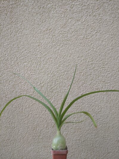 Albuca bracteata