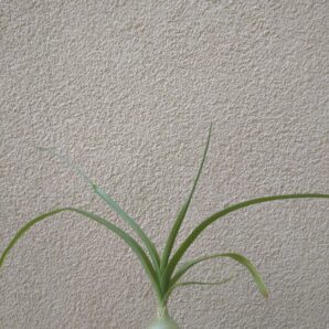 Albuca bracteata