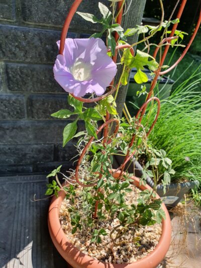 Ipomoea pubescens