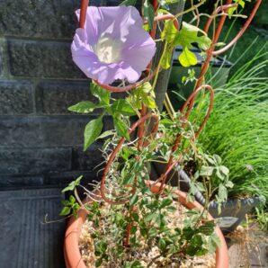 Ipomoea pubescens