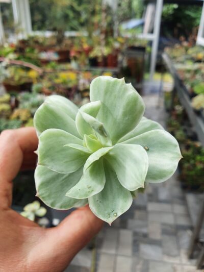 Echeveria Mocha variegata - Зображення 2