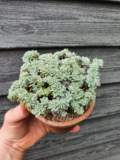 Echeveria elegans potosina crystal cristata - Зображення 2