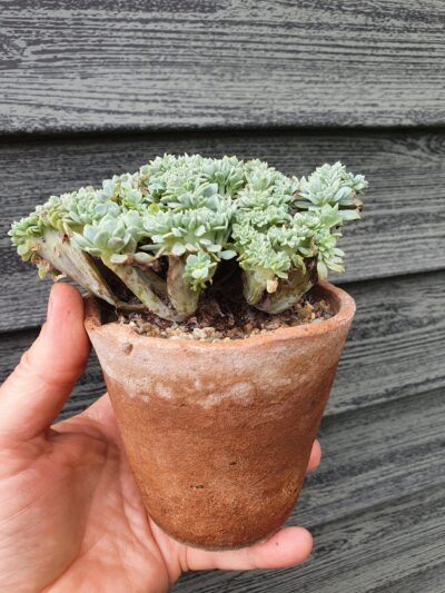 Echeveria elegans potosina crystal cristata - Зображення 3