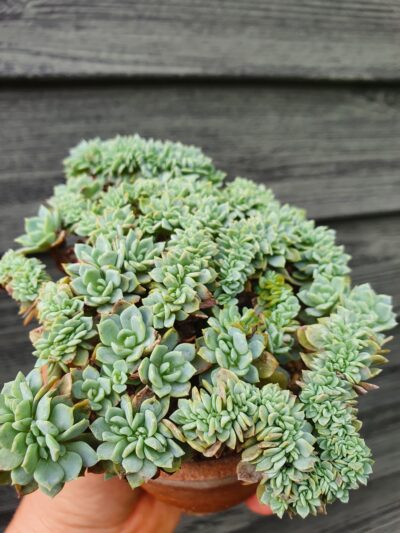 Echeveria elegans potosina crystal cristata