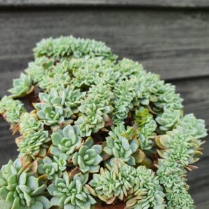 Echeveria elegans potosina crystal cristata
