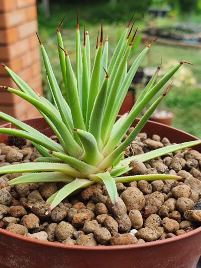 Agave stricta f.nana - Зображення 2