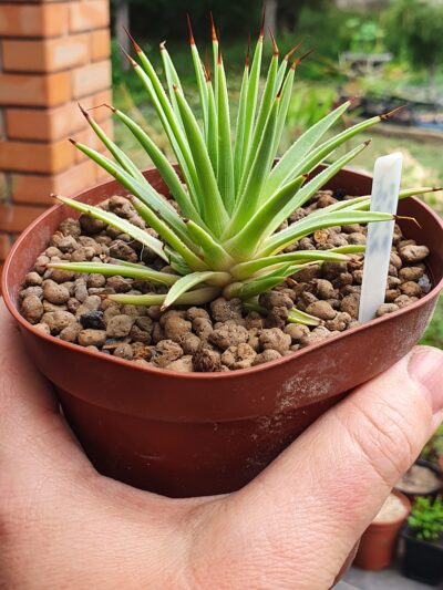 Agave stricta f.nana - Зображення 3