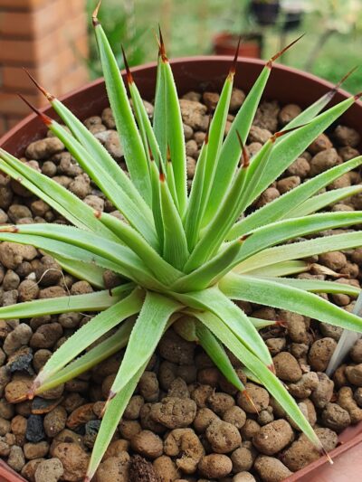 Agave stricta f.nana